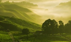 Etiam dictum egestas