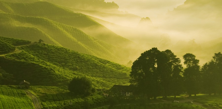 Etiam dictum egestas